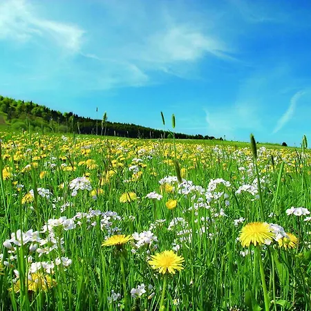 Apartahotel Jaegerhaus Willingen (Upland)