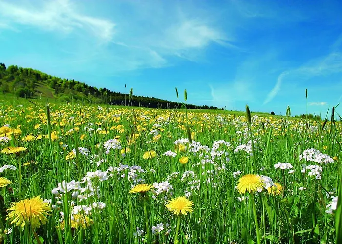 Hotel apartamentowy Jaegerhaus Willingen (Upland)